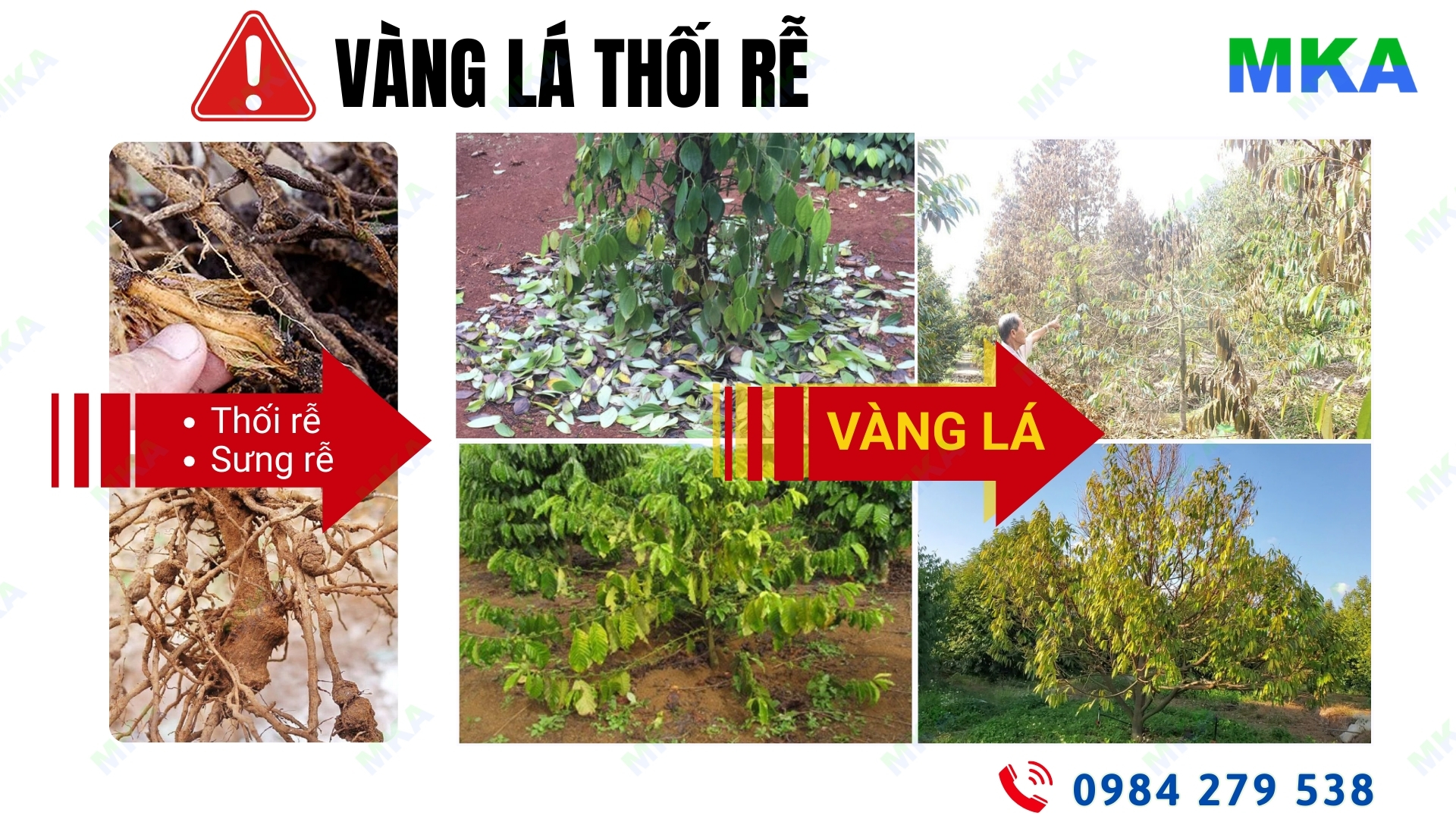 Triệu chứng bệnh vàng lá thối rễ